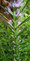 Liatris pycnostachya pycnostachya