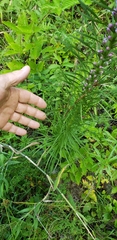 Liatris pycnostachya pycnostachya