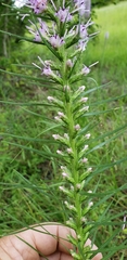 Liatris pycnostachya pycnostachya