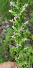 Liatris pycnostachya pycnostachya