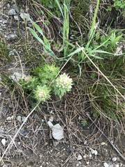 Castilleja parviflora albida