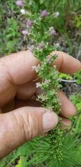 Liatris pycnostachya pycnostachya