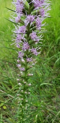 Liatris pycnostachya pycnostachya