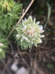 Castilleja parviflora albida