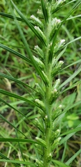 Liatris pycnostachya pycnostachya
