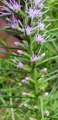 Liatris pycnostachya pycnostachya