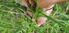 Liatris pycnostachya pycnostachya