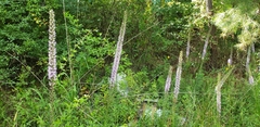 Liatris pycnostachya pycnostachya