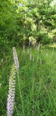 Liatris pycnostachya pycnostachya