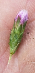 Liatris pycnostachya pycnostachya