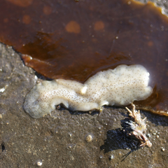 Enchiridium punctatum