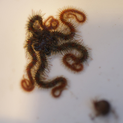 Ophiothrix