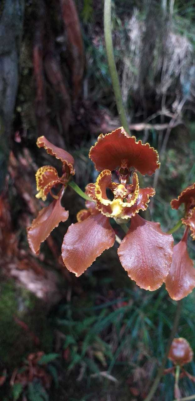 Cyrtochilum annulare (Rchb.f.) Kraenzl.
