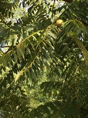 Juglans nigra