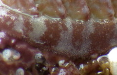 Boreochiton ruber