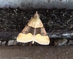 Hemeroplanis incusalis