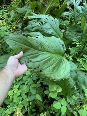 Symplocarpus foetidus