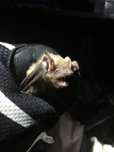 Northern Yellow Bat