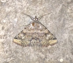 Toxonprucha repentis