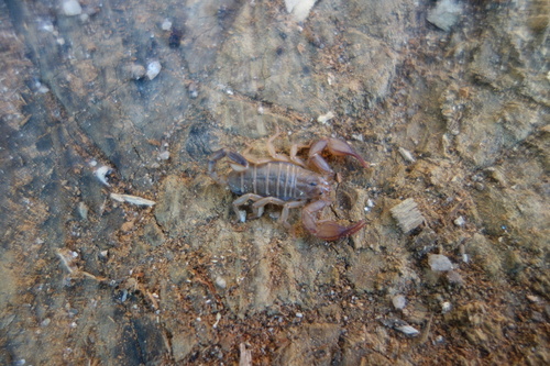 Euscorpius oglasae