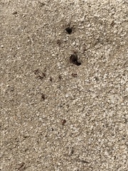 Pogonomyrmex occidentalis