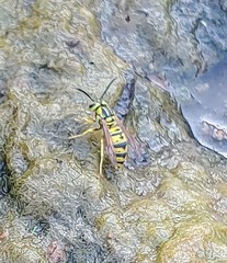 Vespula sulphurea