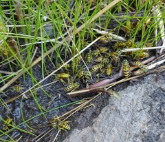Vespula sulphurea
