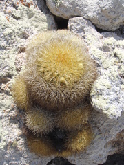 Mammillaria densispina