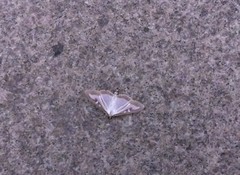 Cydalima perspectalis