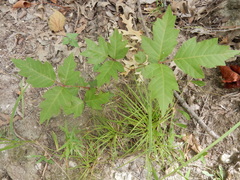 Toxicodendron radicans verrucosum