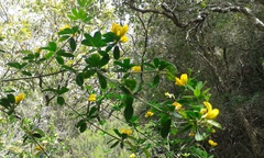 Cytisus arboreus
