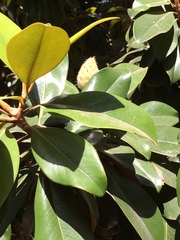Magnolia grandiflora