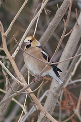 Coccothraustes coccothraustes