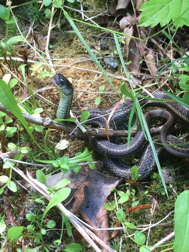 Thamnophis ordinoides