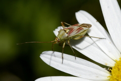 Calocoris roseomaculatus roseomaculatus