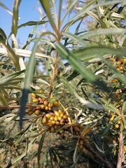 Hippophae rhamnoides