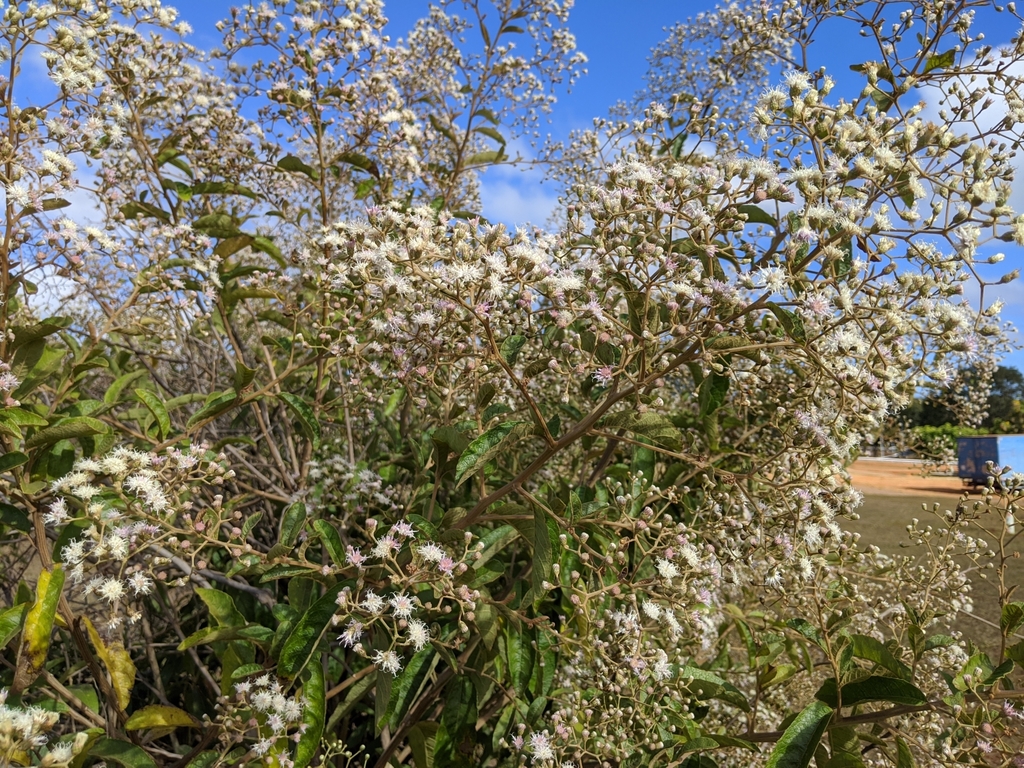 Vernonanthura ferruginea