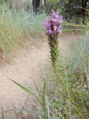 Liatris aestivalis