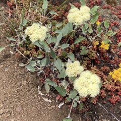 Eriogonum compositum