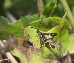 Synanthedon bibionipennis