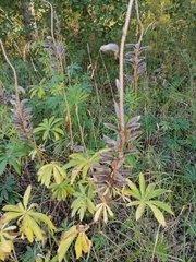 Lupinus polyphyllus