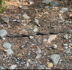 Vipera berus