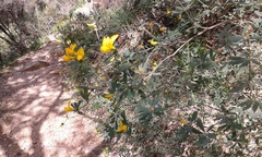 Cytisus arboreus