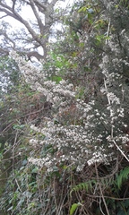 Erica arborea