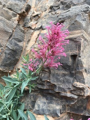 Image of Centranthus battandieri