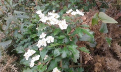 Crataegus monogyna