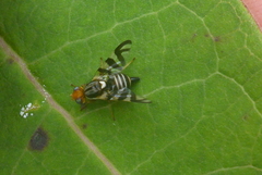 Rhagoletis striatella