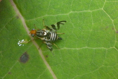 Rhagoletis striatella