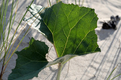 Petasites spurius