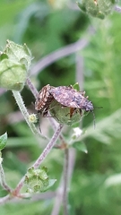 Nithecus jacobaeae